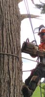 Gippy Tree Services image 4